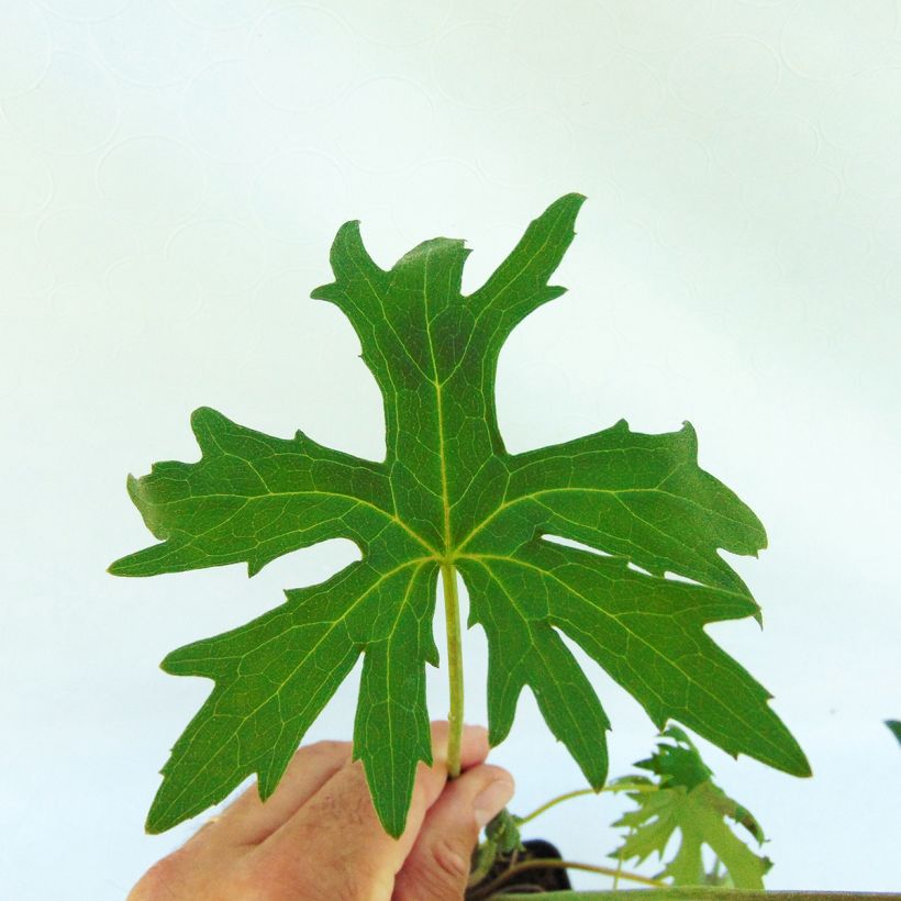 Ligulaire - Ligularia przewalskii (Foliage)