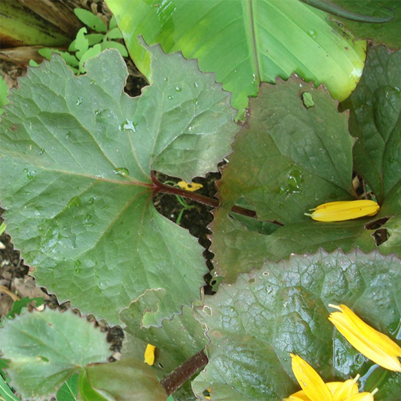 Ligulaire - Ligularia Gregynog Gold (Foliage)