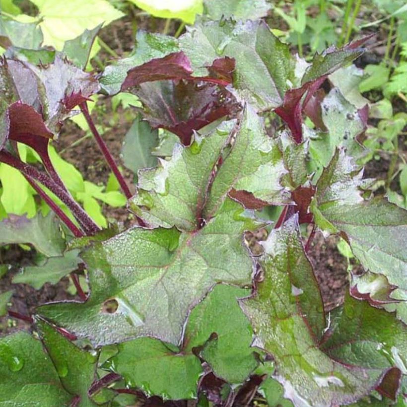 Ligularia Osiris Fantaisie - Ligulaire hybride. (Foliage)