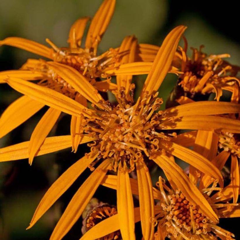 Ligularia Osiris Fantaisie - Ligulaire hybride. (Flowering)