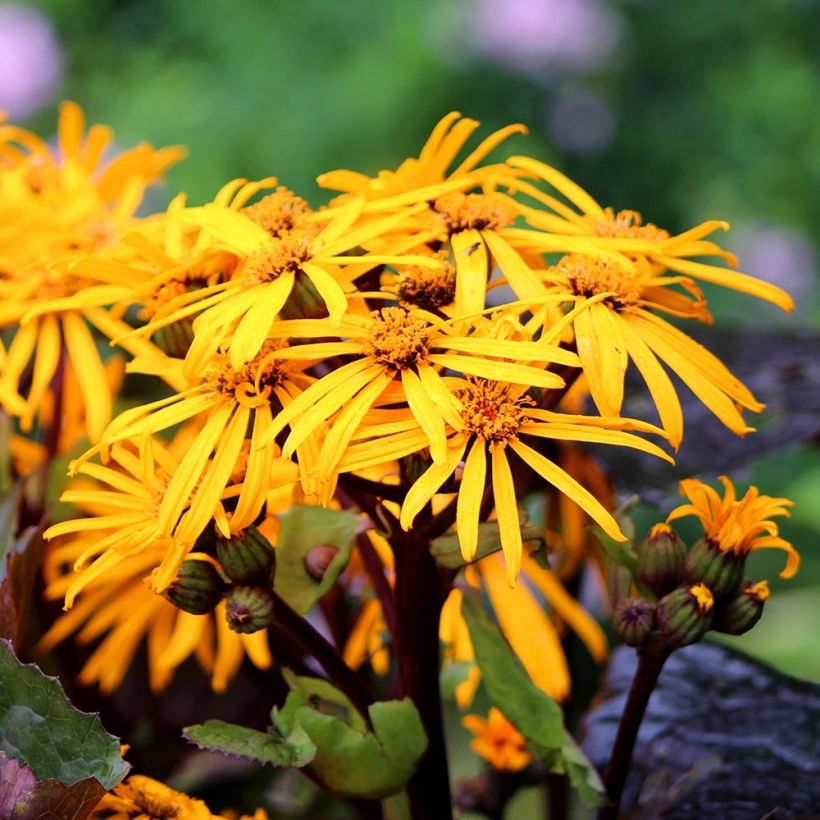Ligularia dentata Dark Beauty - Ligulaire (Flowering)