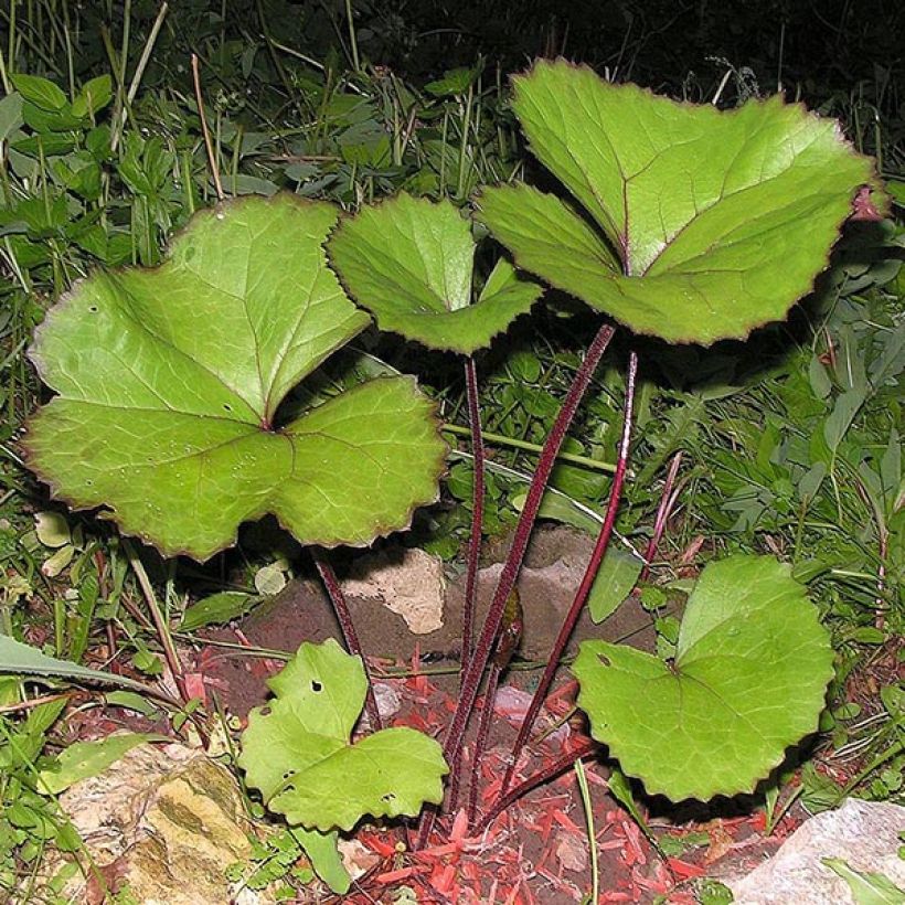 Ligulaire - Ligularia dentata Desdemona  (Foliage)