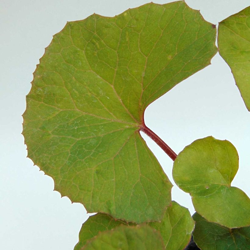 Ligularia dentata - Ligulaire dentée (Foliage)