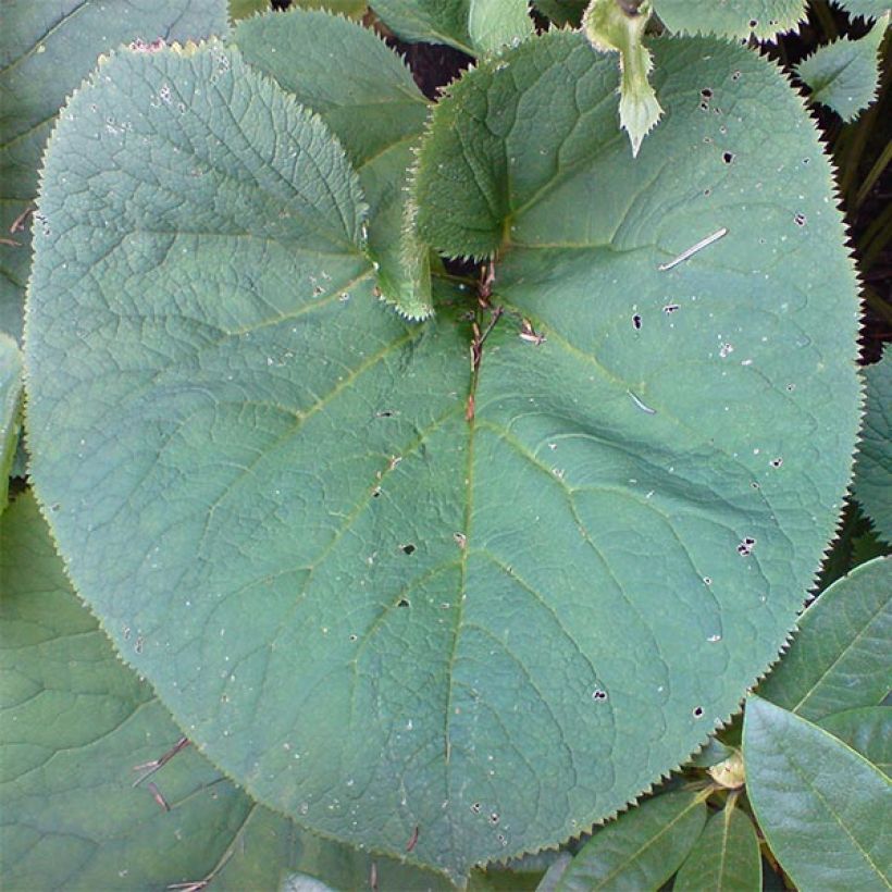 Ligulaire, Ligularia fischeri (Foliage)