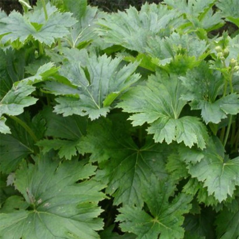 Ligulaire, Ligularia palmatiloba (Foliage)