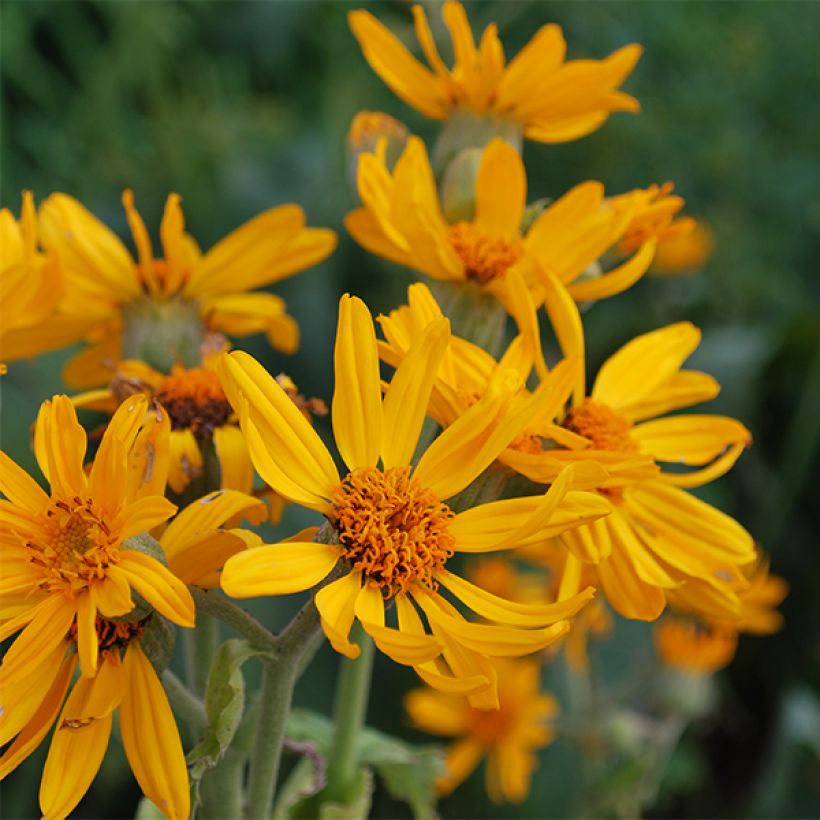 Ligulaire, Ligularia palmatiloba (Flowering)