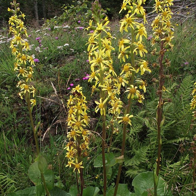 Ligulaire, Ligularia sibirica (Flowering)