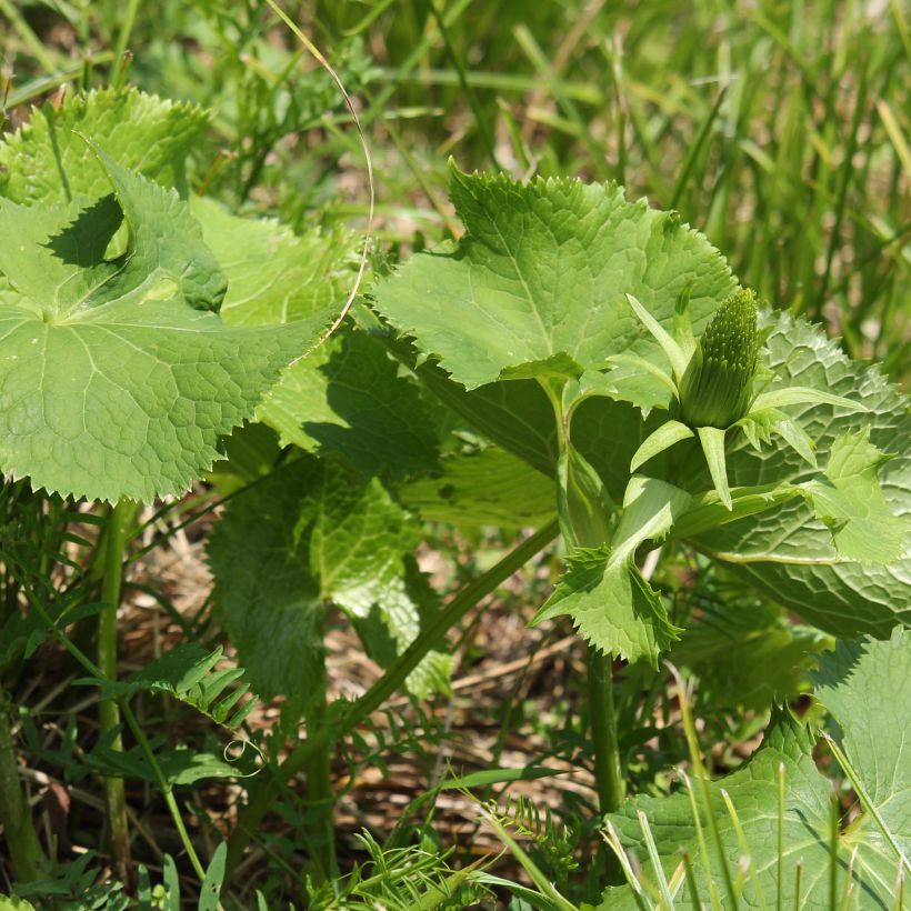 Ligulaire - Ligularia stenocephala (Foliage)