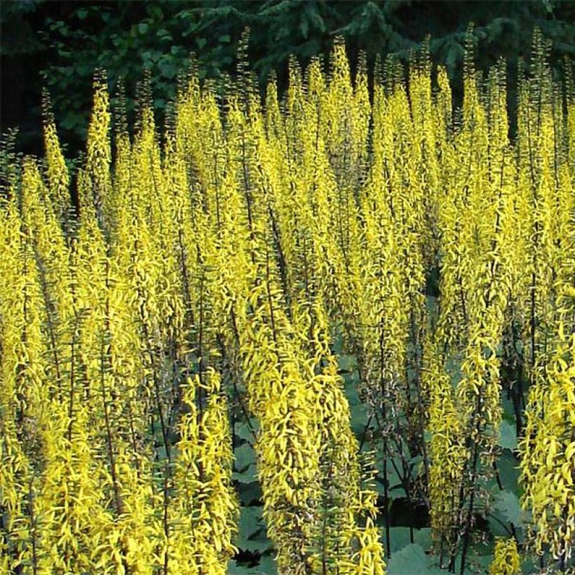 Ligulaire - Ligularia stenocephala (Flowering)