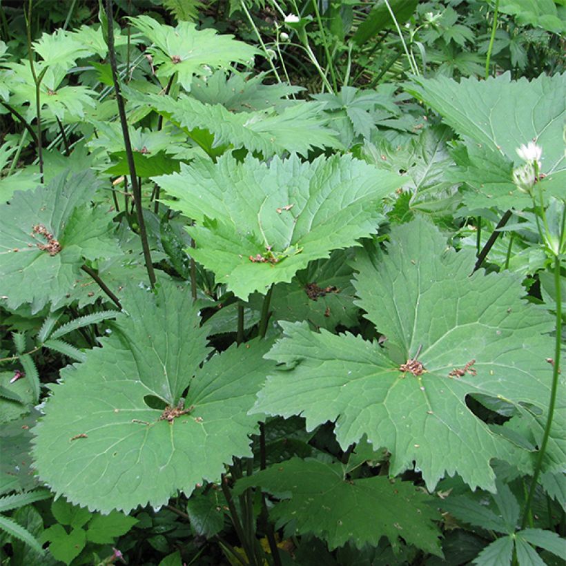 Ligulaire -  Ligularia veitchiana (Foliage)