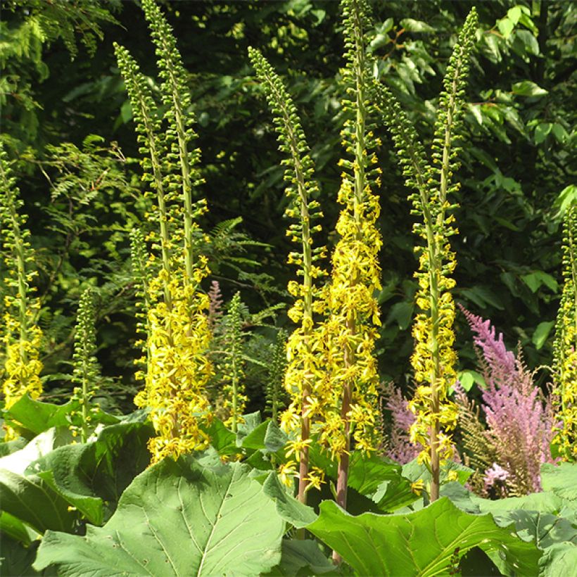 Ligulaire -  Ligularia veitchiana (Flowering)