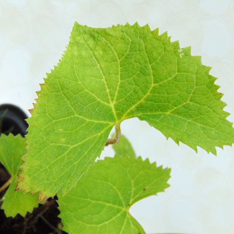 Ligularia wilsoniana - Ligulaire jaune vif (Foliage)