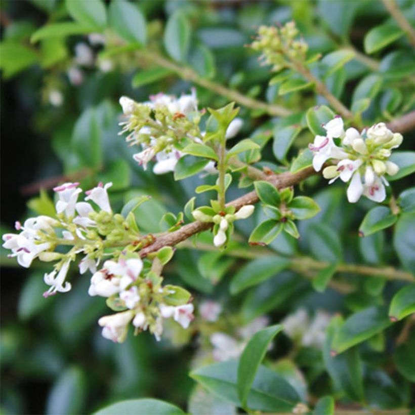 Troène - Ligustrum delavayanum (Flowering)