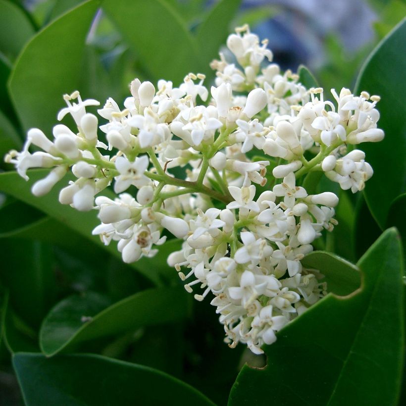 Troène du Japon - Ligustrum japonicum (Flowering)