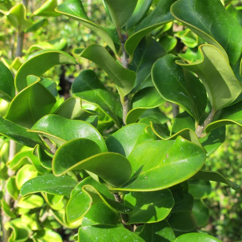 Ligustrum japonicum Coriaceum - Troène du Japon (Foliage)