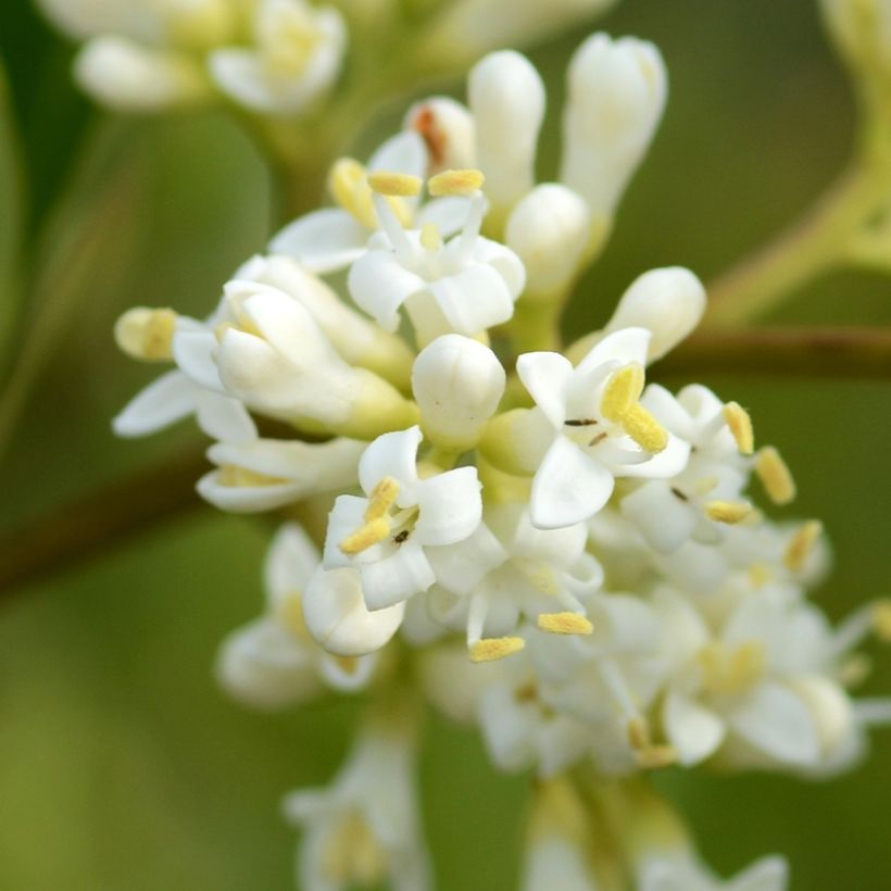 Ligustrum japonicum Coriaceum - Troène du Japon (Flowering)