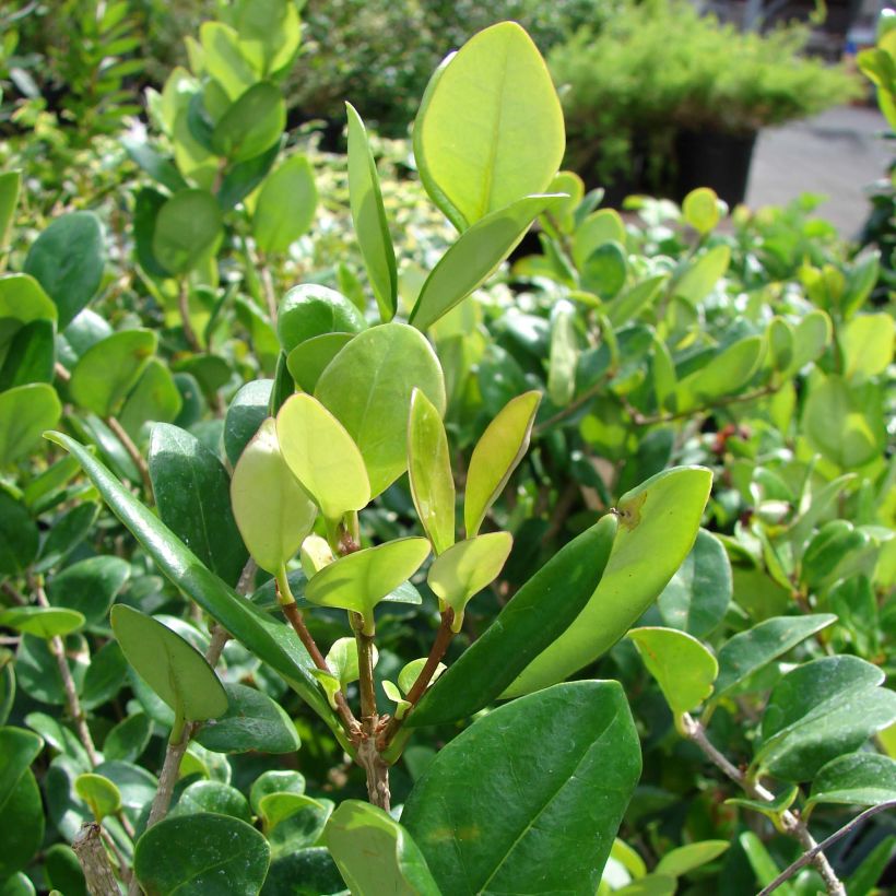 Troène du Texas - Ligustrum japonicum Texanum (Foliage)