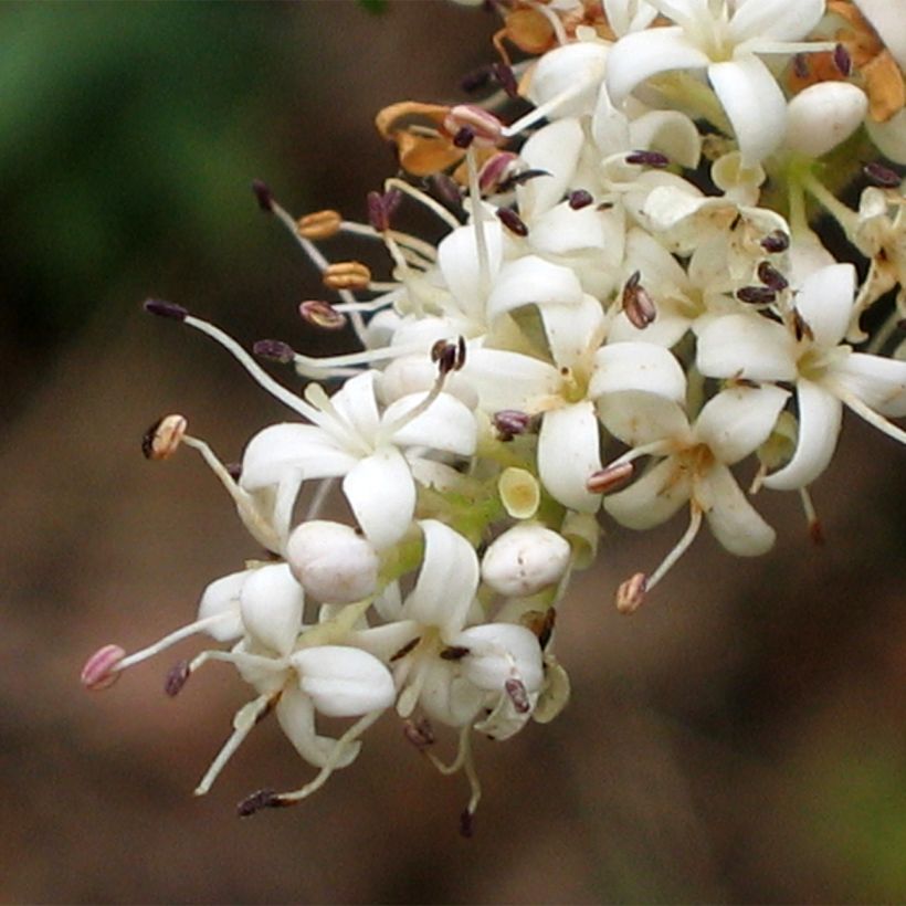 Troène de Chine - Ligustrum sinense Eugene Clive (Flowering)
