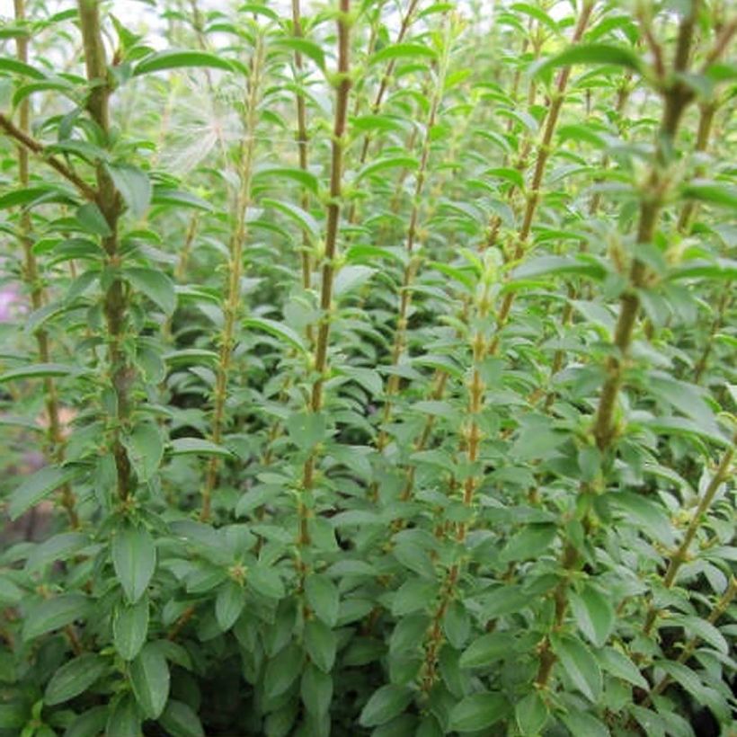 Troène de Chine - Ligustrum sinense Eugene Clive (Foliage)