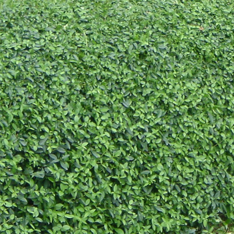 Troène commun - Ligustrum vulgare Lodense (Foliage)
