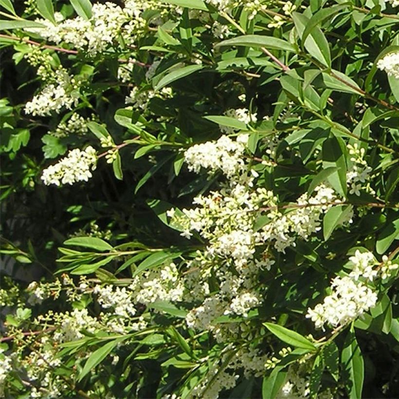 Troène commun - Ligustrum vulgare Lodense (Flowering)