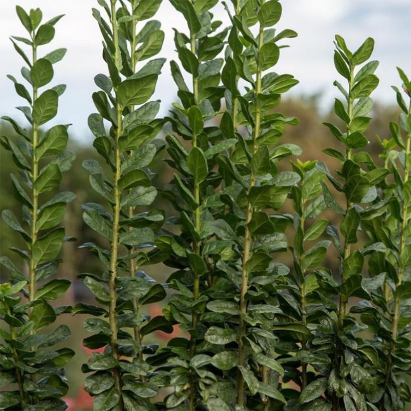 Ligustrum vulgare Straight Talk - Troène commun (Foliage)