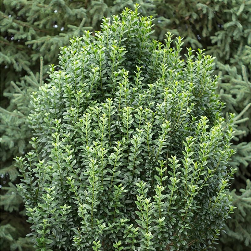 Ligustrum vulgare Straight Talk - Troène commun (Plant habit)