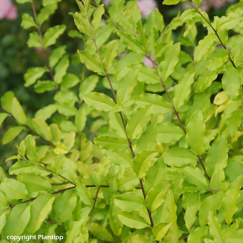 Troène de Chine - Ligustrum sinense Sunshine (Foliage)