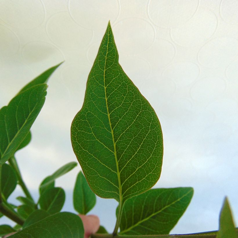 Lilas - Syringa vulgaris Charles Joly (Foliage)