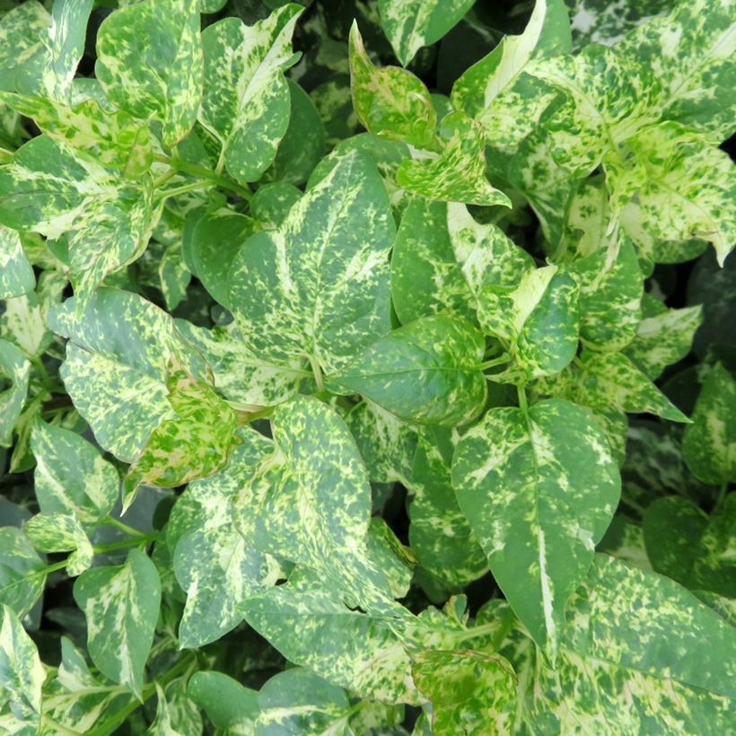 Lilas - Syringa vulgaris Aucubaefolia (Foliage)