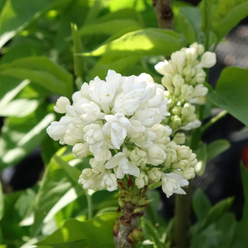 Lilas - Syringa vulgaris Madame Lemoine (Flowering)