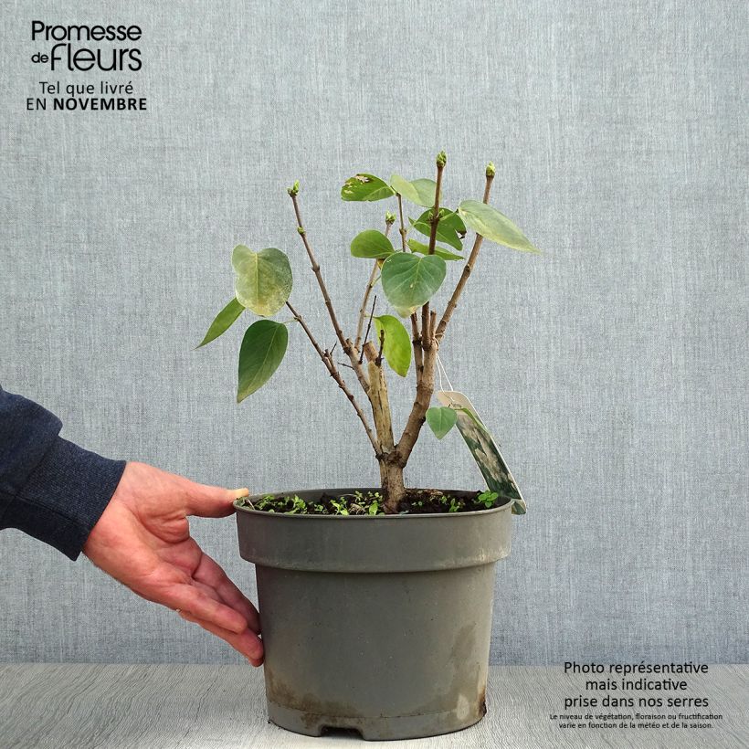 Example of Lilas - Syringa vulgaris Madame Lemoine Pot de 3L/4L as you get in automne
