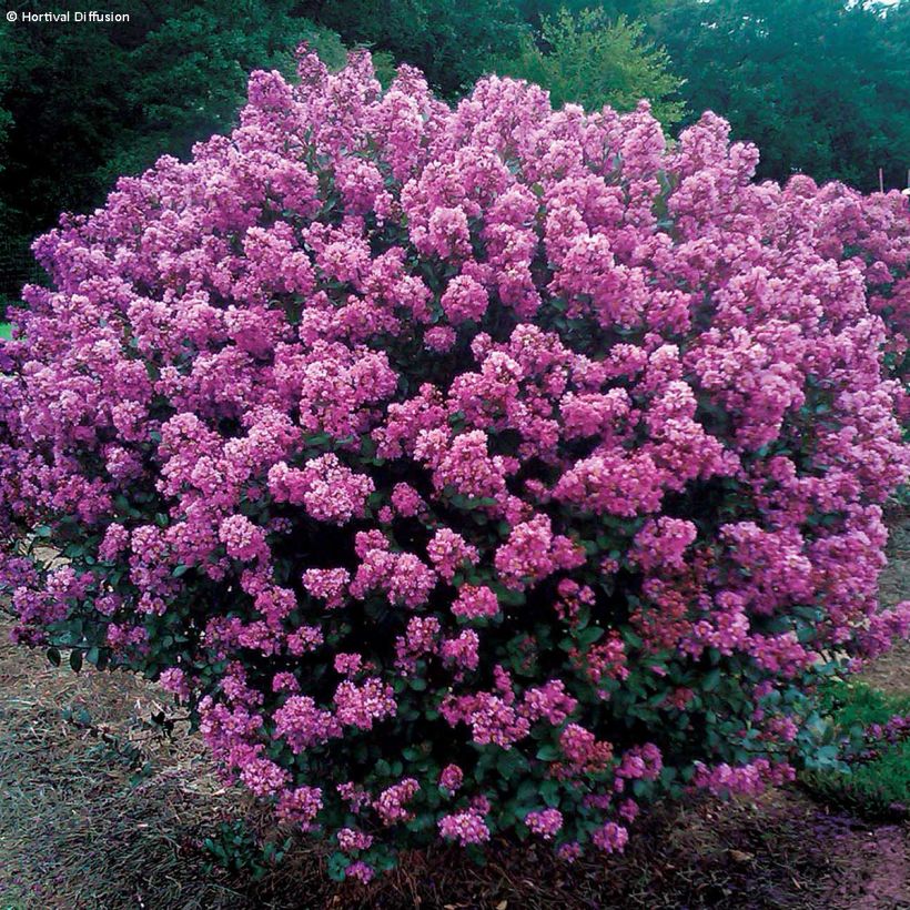 Lilas des Indes - Lagerstroemia indica Enduring Lavender (Plant habit)