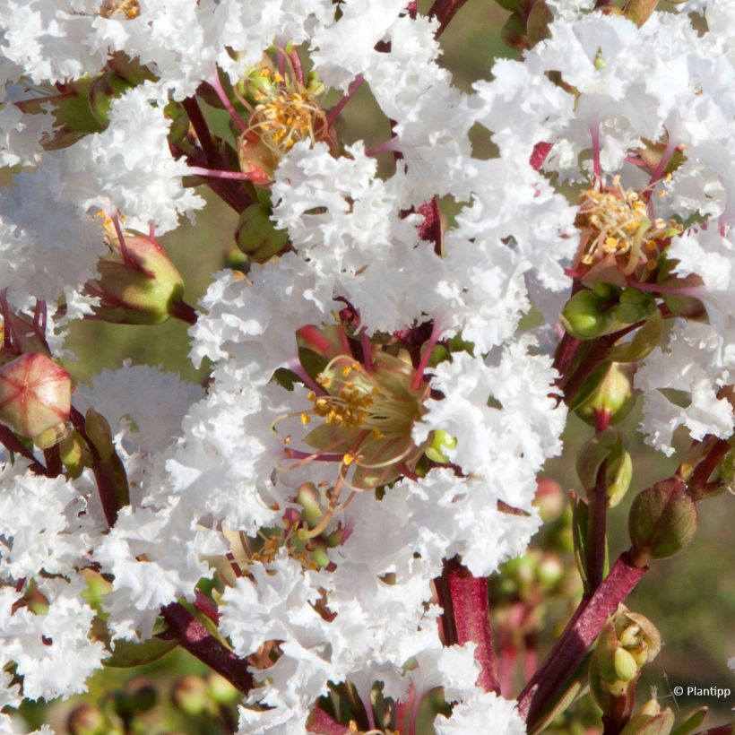 Lilas des Indes - Lagerstroemia indica Virgin With Love (Flowering)