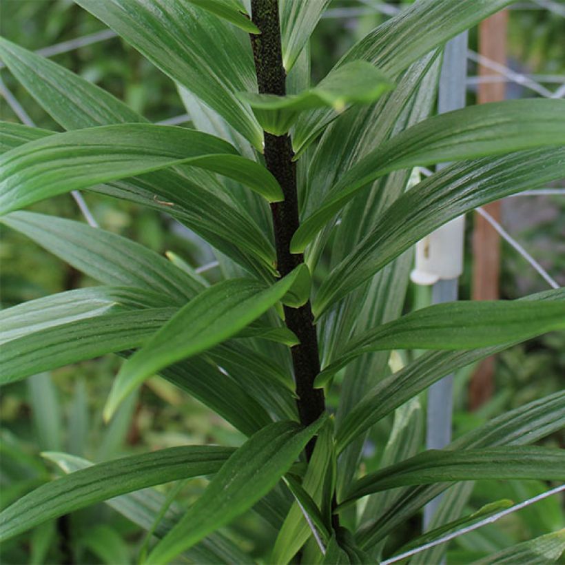 Lis hybride asiatique - Lilium Foxtrot (Foliage)