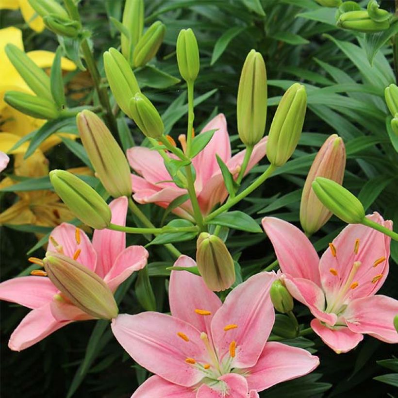 Lis hybride asiatique - Lilium Foxtrot (Flowering)
