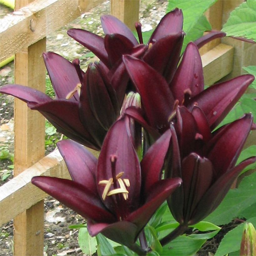 Lis asiatique - Lilium Landini (Flowering)