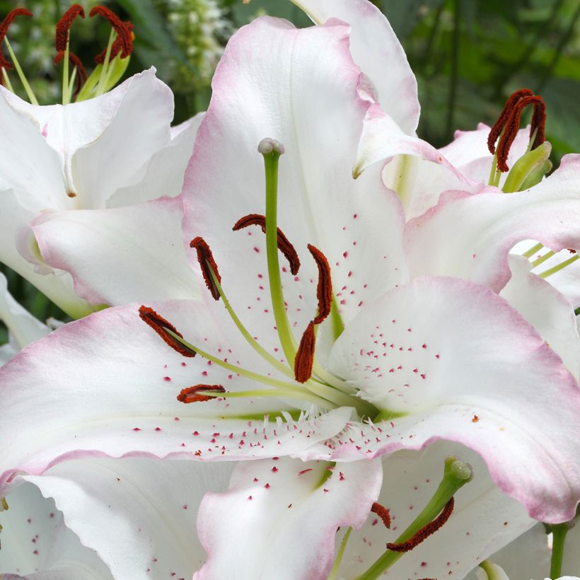 Lis oriental Brasilia (Flowering)