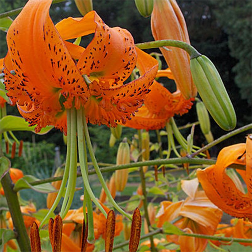 Lis botanique henryi (Flowering)