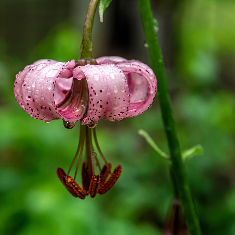Lis botanique - Lilium martagon Rose (Flowering)