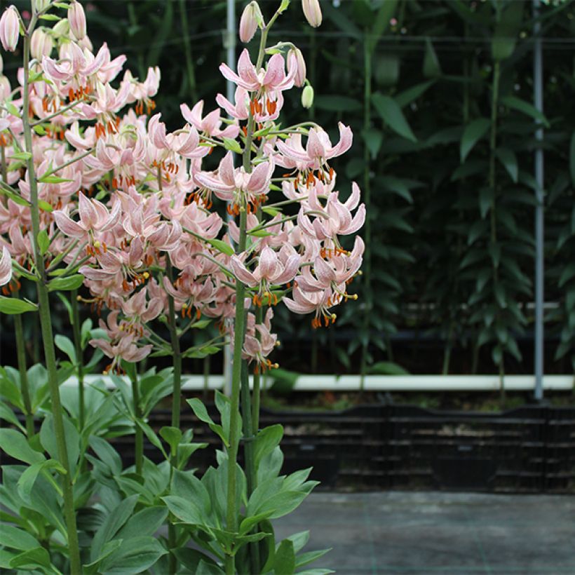 Lis martagon Pink Morning (Plant habit)
