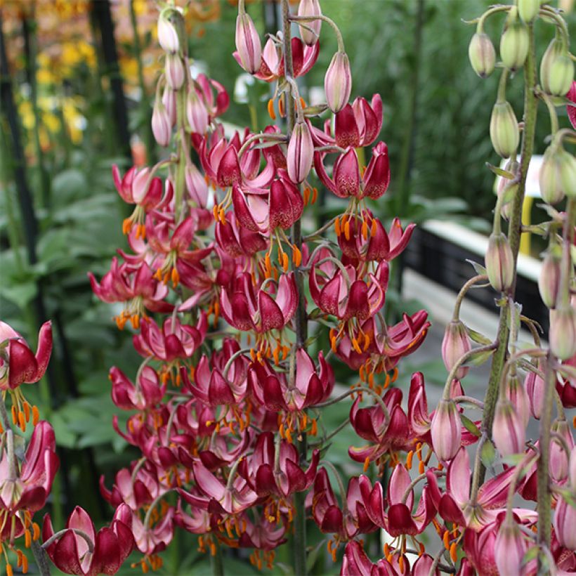 Lis martagon Russian Morning (Flowering)