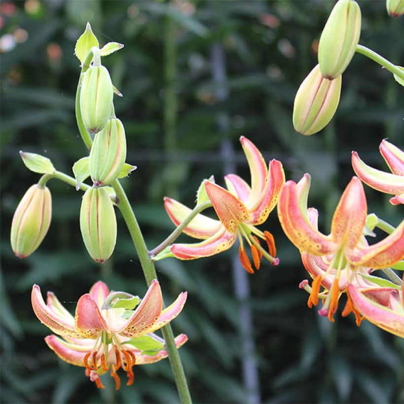 Lis martagon Slate's Morning (Flowering)