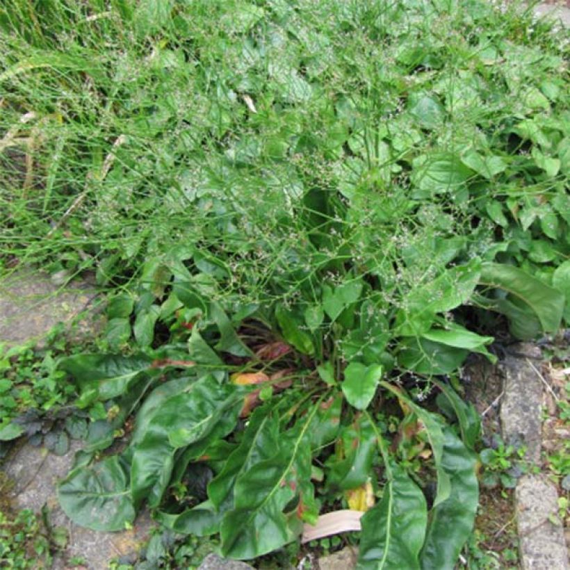 Limonium platyphyllum - Statice vivace (Foliage)