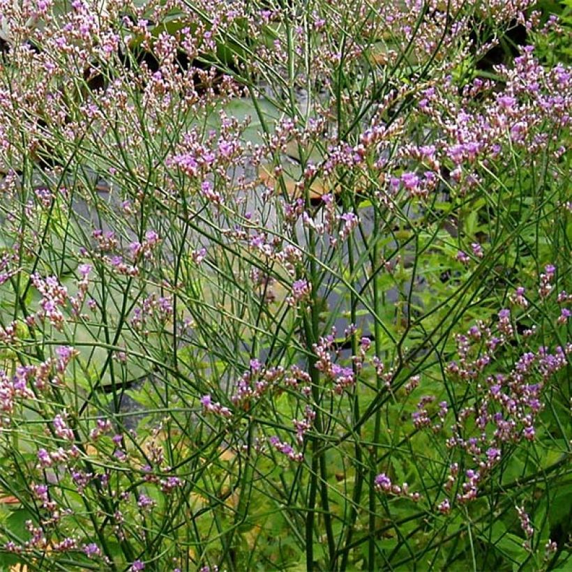 Limonium platyphyllum - Statice vivace (Flowering)