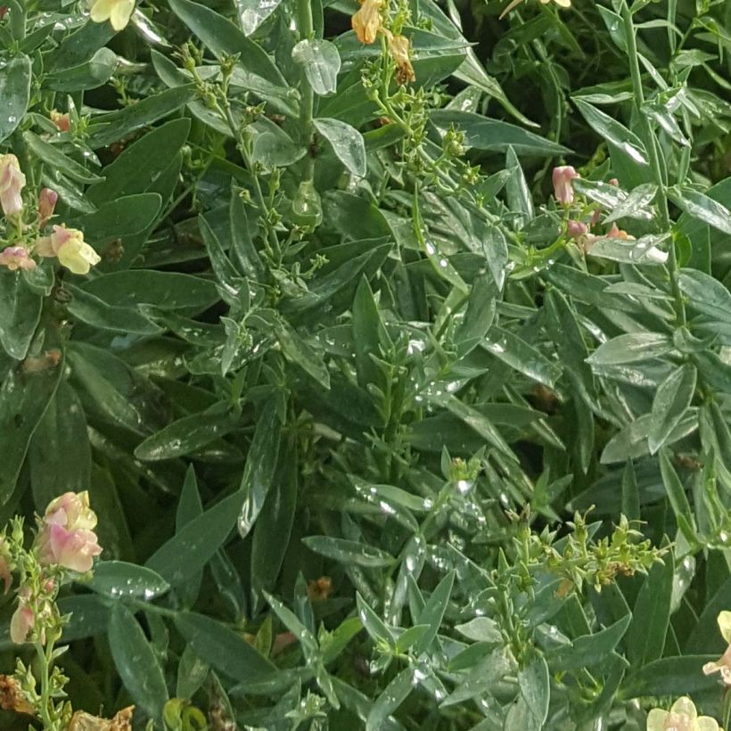 Linaria Peachy - Linaire. (Foliage)