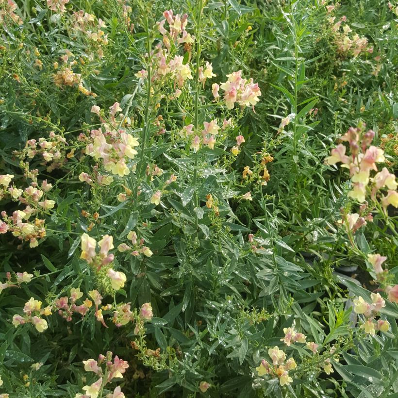 Linaria Peachy - Linaire. (Plant habit)