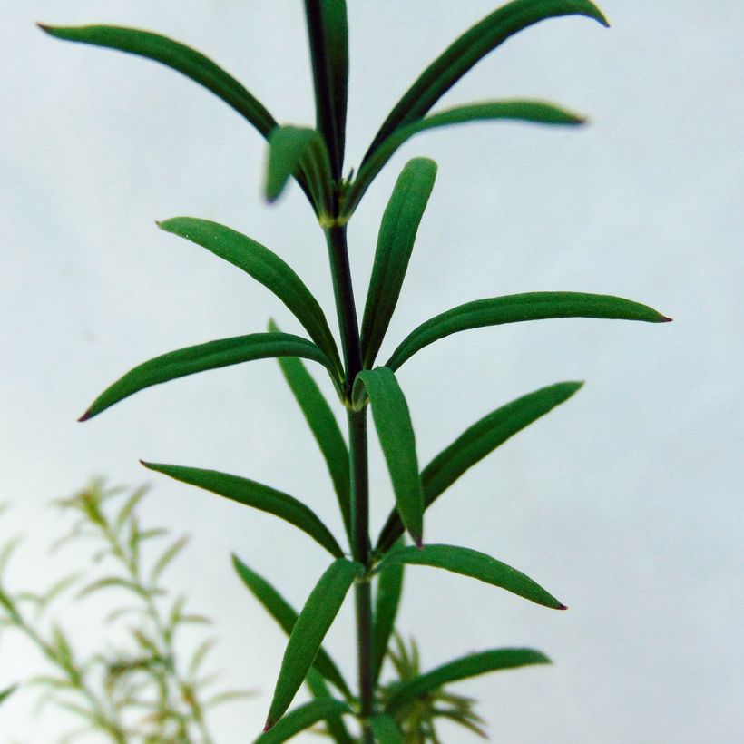 Linaria anticaria Antique Silver - Linaire (Foliage)