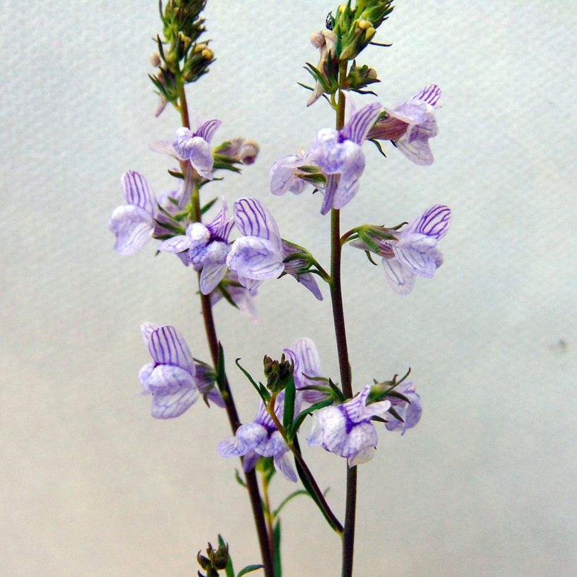 Linaria anticaria Antique Silver - Linaire (Flowering)