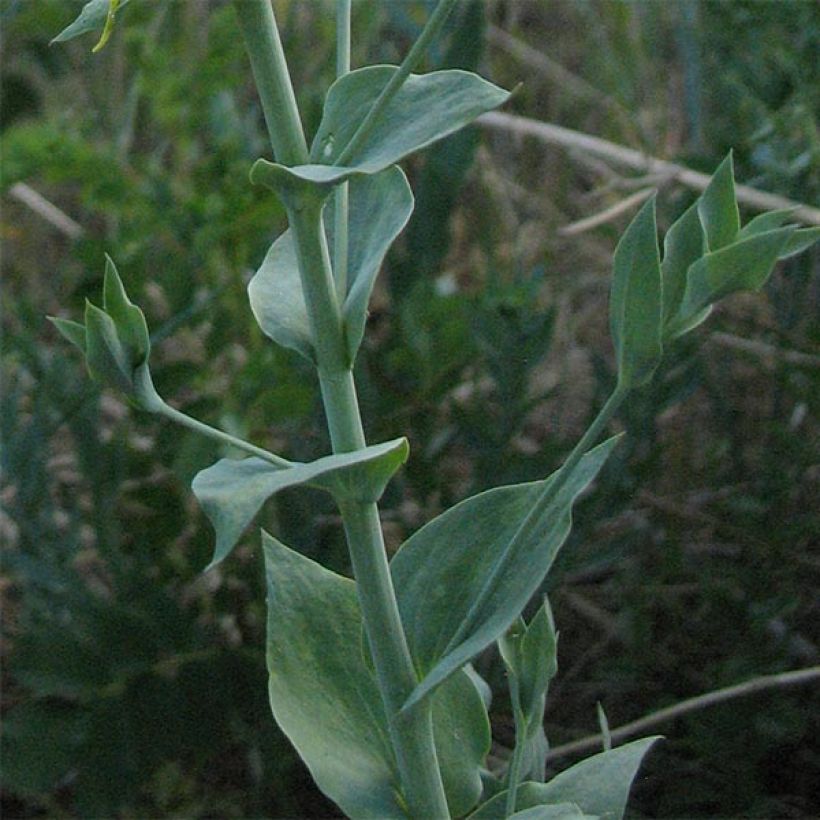 Linaria dalmatica – Linaire de Dalmatie (Foliage)